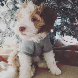 Goldendoodle Puppies from Jessie’s Doodles