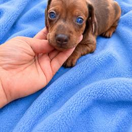 Tito - Dapple male Dachshund puppy in Shelbyville, Tennessee from Dixieland Dachshunds of Tennessee