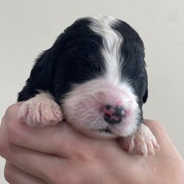 Thyme - Black and white male Assorted Doodle Crosses puppy in Rocky Point, North Carolina from CelticDoods
