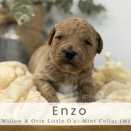 ENZO - Mint Collar - Apricot male Goldendoodle puppy in Watertown, New York from True Friend Doodles