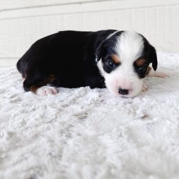 Starburst - Black tri female Toy Australian Shepherd puppy in Pollok, Texas from Pineywoods Pups