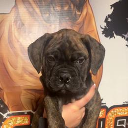 Purple - Red brindle female Bullmastiff puppy in South Attleboro, Massachusetts from Bessettes Bullies