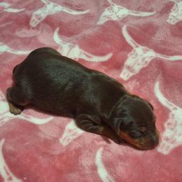 Nymeria - Chocolate and tan female Miniature Pinscher puppy in Grove, Oklahoma from K&J's Min Pins Of Grand Lake