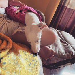 "Nap time for Lilly Lou" Whippet All Grown Up from Cheshire Whippets