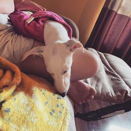 "Nap time for Lilly Lou" Whippet All Grown Up from Cheshire Whippets