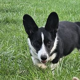 Xaria - Cardigan Welsh Corgi