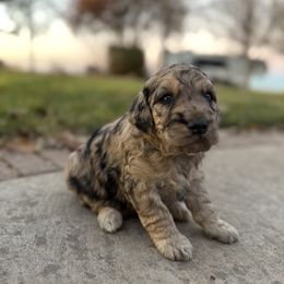 Phantoms blue Merle - Merle male Goldendoodle puppy in Hobbs, New Mexico from Goldie Locks Golden Retrievers & Doodles