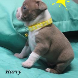 Harry - Lilac male Boston Terrier puppy in Brooksville, Florida from Delamorés Pups