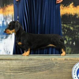 Jolene - Dachshund