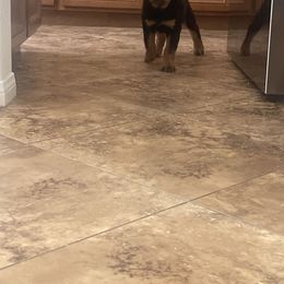 Rottweiler Puppies from GrowlHausRotts