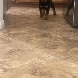 Rottweiler Puppies from GrowlHausRotts