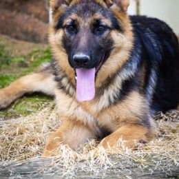 German Shepherd Puppies from Rain's Legacy German Shepherds