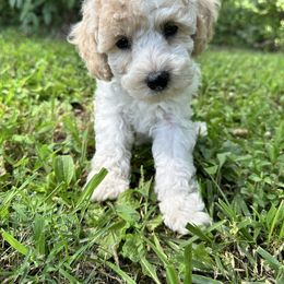 Boy 2 - Parti male Poodle puppy in Hillsboro, Illinois from Perfect Paws Puppies