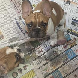 Boy 2 - Fawn and white male French Bulldog puppy in Newport, Oregon from Blue Coast Bulldogs