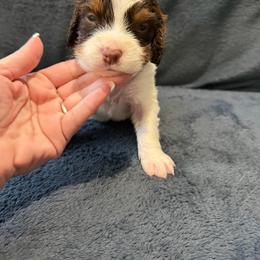 Grey boy - White and liver male English Springer Spaniel puppy in Lufkin, Texas from Shifletknight Springer Spaniels