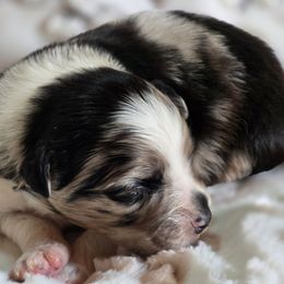 PS.BMF2 - Blue merle female Miniature Australian Shepherd puppy in Deer Lodge, Tennessee from KSH Aussie Haven