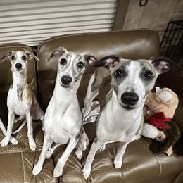 Whippets from Algonquin Hounds