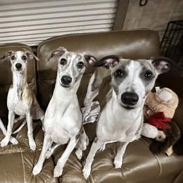 Whippets from Algonquin Hounds