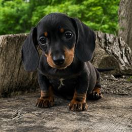 Whiskey - Black and tan male Dachshund puppy in Industry, Illinois from KDKs Kennels
