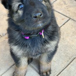 German Shepherd and White Shepherd Puppies from Scenic Creek German Shepherds