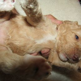 Goldendoodle and Poodle Puppies from David & Patricia Elliott