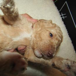 Goldendoodle and Poodle Puppies from David & Patricia Elliott