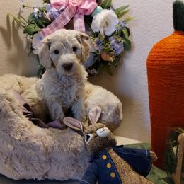 Lady Katara Sharmon Pupperton - Cream female Poodle puppy in Midlothian, Texas from Pristine Puppies & Signature Studs