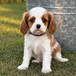 Teddy - Blenheim male Cavalier King Charles Spaniel puppy in Saint Francis, Minnesota from King Charles