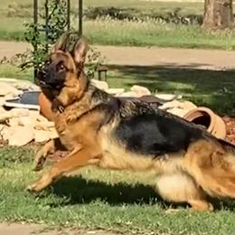 German Shepherd Puppies from Von Falkenberg German Shepherds, LLC