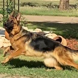 German Shepherd Puppies from Von Falkenberg German Shepherds, LLC