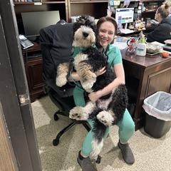 Bernedoodle, Goldendoodle, and Golden Mountain Doodle Puppies from Sonoran Standard Doodles