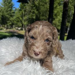 Willow yellow collar - Red merle female Aussiedoodle puppy in Clarkston, Washington from Doodle & Poodle Palace