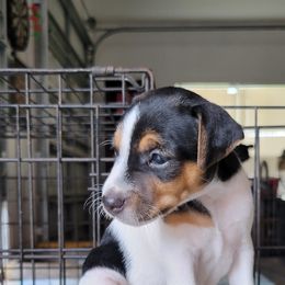 Girl 1 - Jack Russell Terrier puppy in Robstown, Texas from Smokin Pistol Jack Russell Terriers