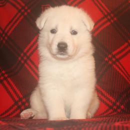 Garnet -Red - White female German Shepherd puppy in Grimes County, Texas from Double H German Shepherds