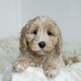 Light Blue - Cream female Australian Labradoodle puppy in Williamstown, New York from Lewis Manor Labradoodles