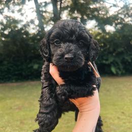 Tan Collar - Black male Goldendoodle puppy in Richmond, Kentucky from The Doting Doodle