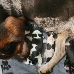 Jellybean - Black and white female Beagle puppy in Bois D Arc, Missouri from Country Home Pets and Farm