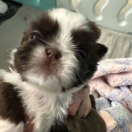 Tully - Liver and white Shih Tzu puppy in Tallahassee, Florida from Bows and Bot Ties