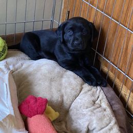Girl 2 - Labrador Retriever puppy in Lakeville, Minnesota from Midnight Labradors
