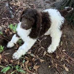 Poodle Puppies from RP Bar Ranch Royal Poodles and Doodles