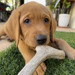 Labrador Retrievers from Gary Jenson