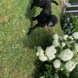 Poodle All Grown Up from Kava Poodles