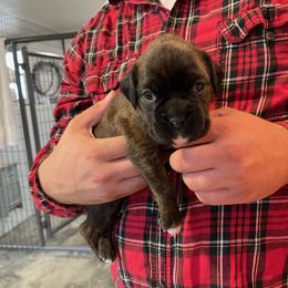 Karma - RESERVED - Brindle Boxer puppy in Taft, Tennessee from Hillbillie Boxers