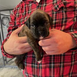 Karma - RESERVED - Brindle Boxer puppy in Taft, Tennessee from Hillbillie Boxers