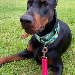 Doberman Pinscher All Grown Up from All Stars Doberman