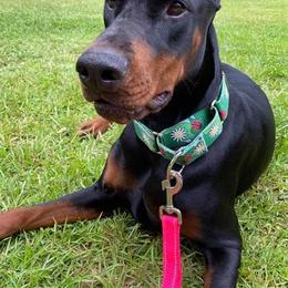 Doberman Pinscher All Grown Up from All Stars Doberman
