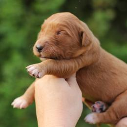 1st choice - Dark golden female Golden Retriever puppy in Lucasville, Ohio from Trusting Hearts Kennel