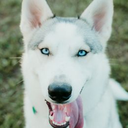 Bayeligh - Siberian Husky