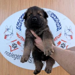 Black collar - Sable male German Shepherd puppy in Hollis Center, Maine from Noble German Shepherds of Maine