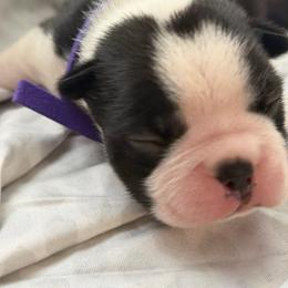 Boy 2-Tux - Black and white male Boston Terrier puppy in Piedmont, South Carolina from The Gentlemen Breed